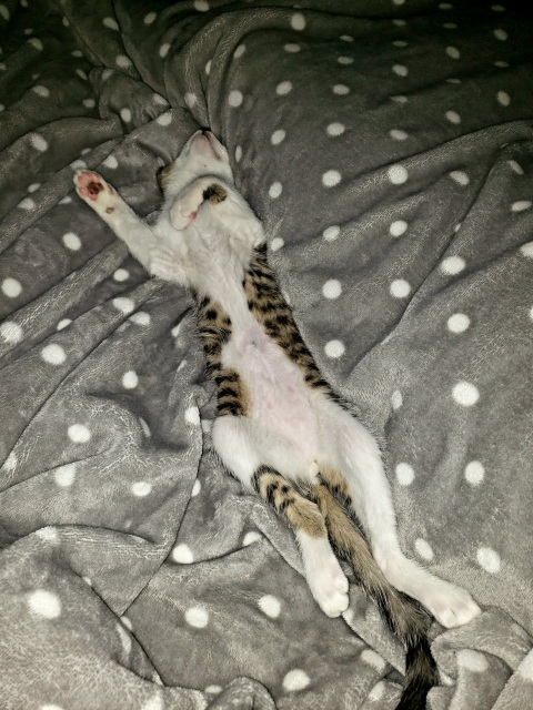 photo of Benny (a cat) sleeping, laying stretched out on his back
