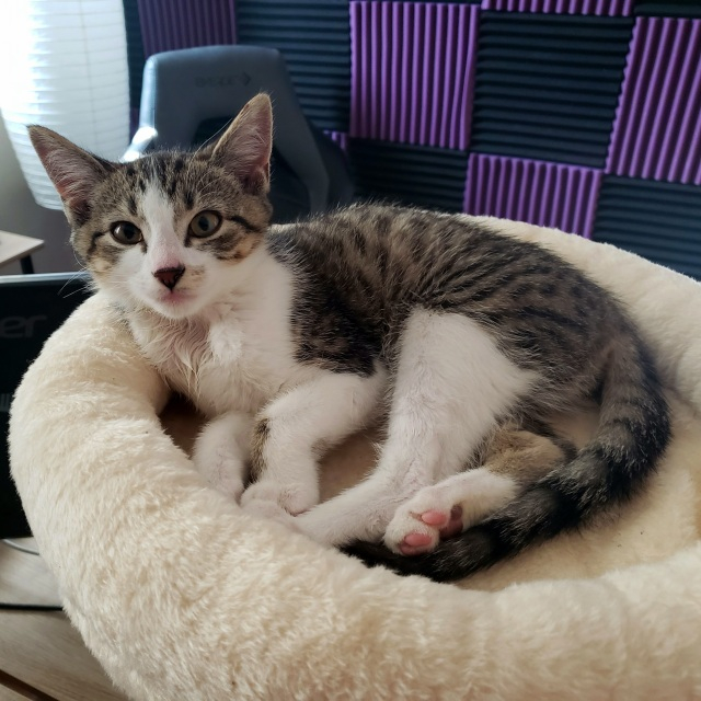 photo of Benny (a cat) curled up in the top of his cat climber