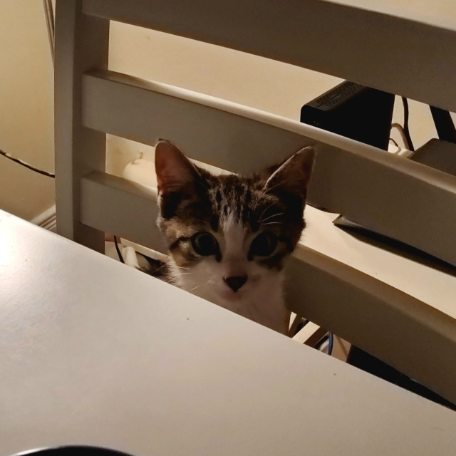 photo of Benny (a kitten) sitting on chair at the kitchen table with his face just visible over the edge of the table