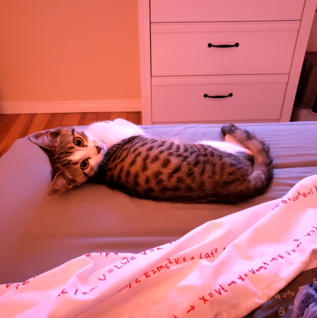photo of Benny (a kitten) laying in bed with his head turned to look at the camera
