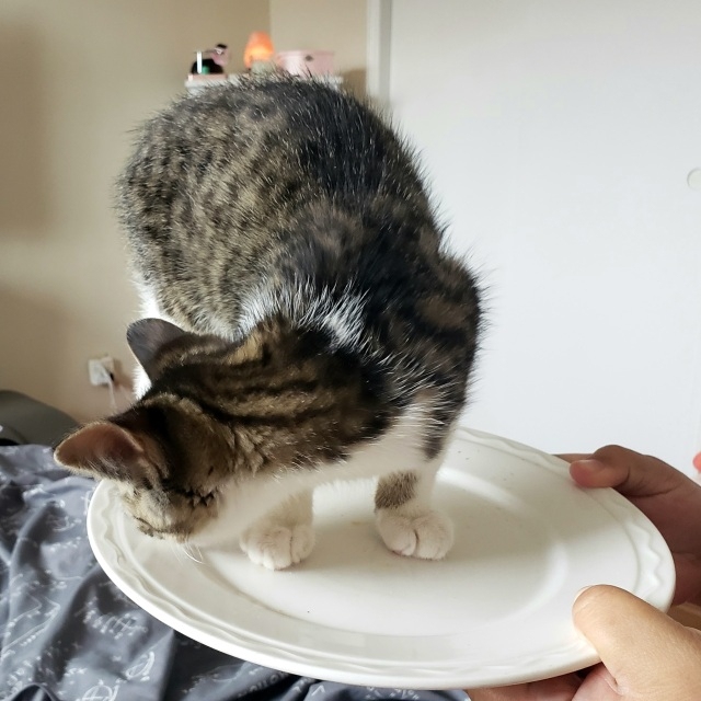photo of Benny (a kitten) standing on and licking a plate that's being held up in the air