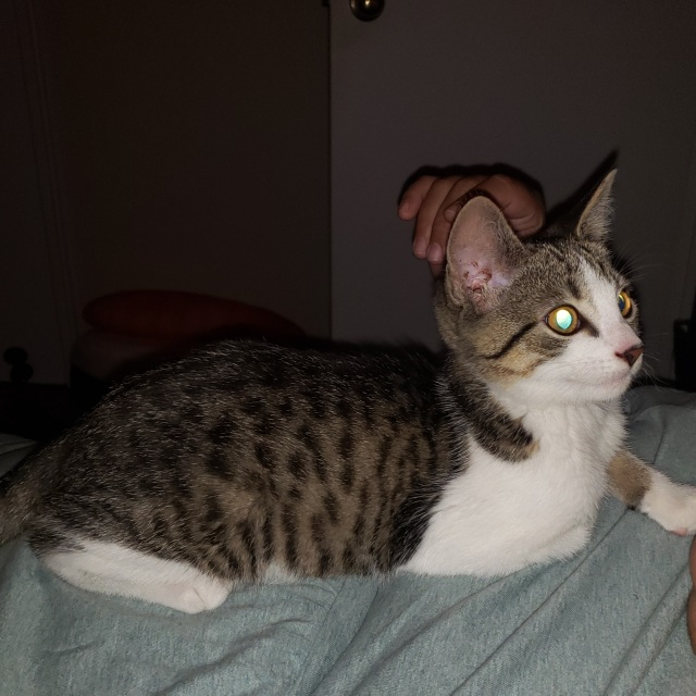 photo of Benny (a kitten) laying down cozily on top of Katy (a human)