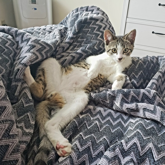 photo of Benny (a kitten) laying spread eagle on his back on a comfy looking blanket