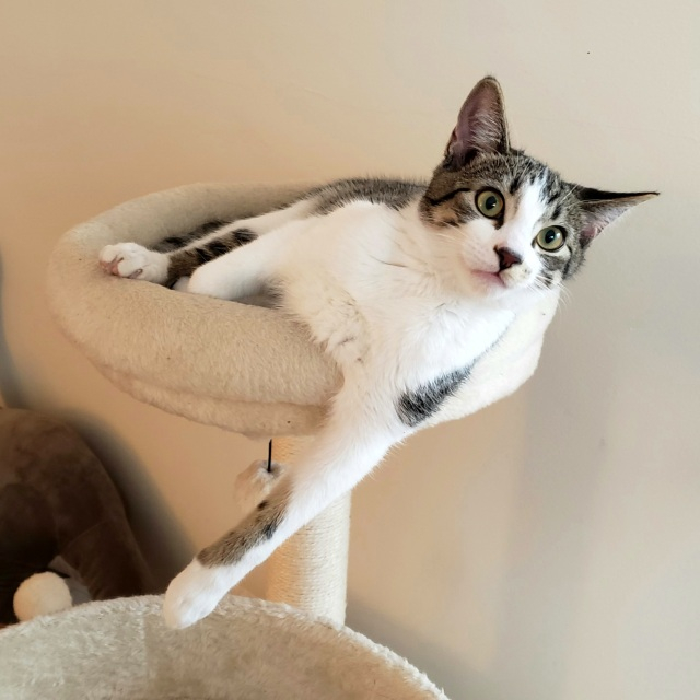 photo of Benny (a cat) sitting atop a cat climber with one of his paws hanging over the edge