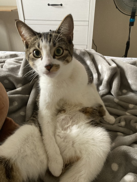 Benny (a cat) laying on his back in an undignified manner, staring at the camera after being interrupted grooming himself
