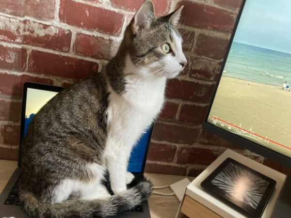 photo of Benny (a cat) sitting dramatically on a MacBook keyboard