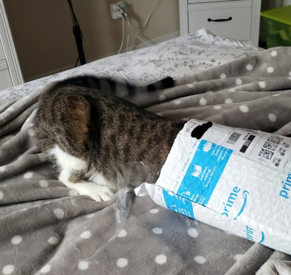 Benny's (a cat) rear end sticking out of an Amazon mailer envelope he's exploring